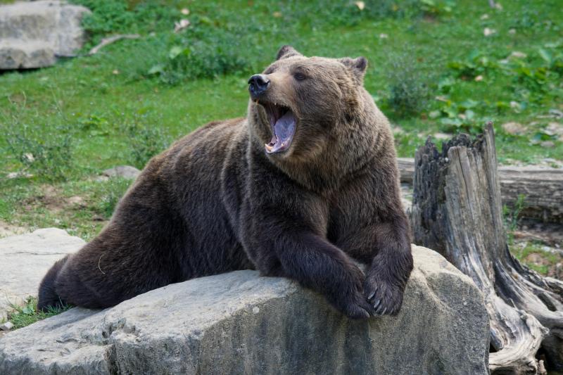 wild nature picture yawing brown bear relaxation 