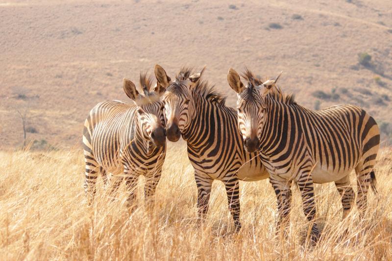 wild nature picture zebra herd classic meadow scene 