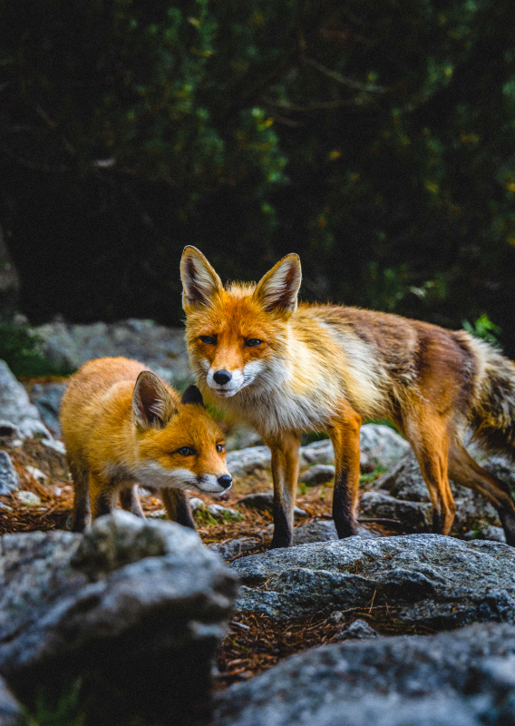 wild nature scene picture cute foxes
