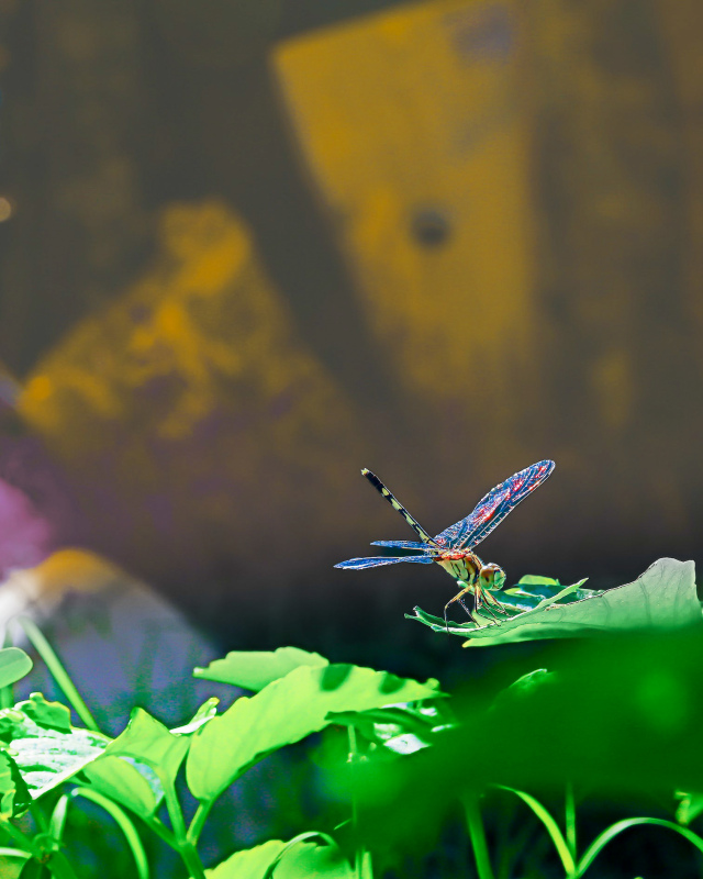 wild nature scene picture dragonfly perching leaf 