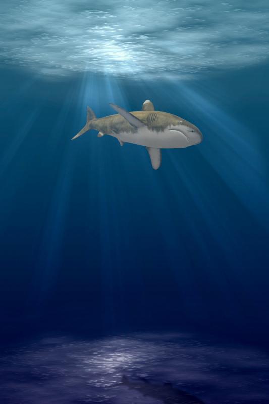 wild ocean backdrop picture elegant swimming shark sunlight scene 
