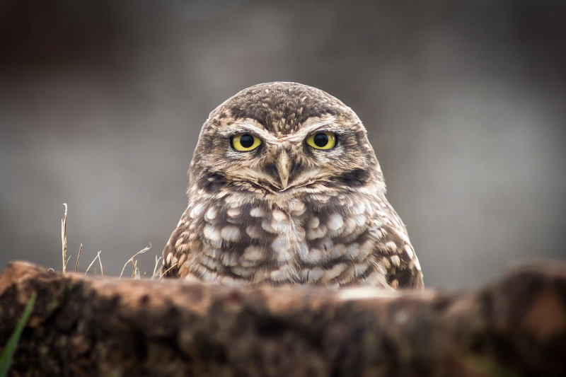 wild owl picture elegant contrast closeup