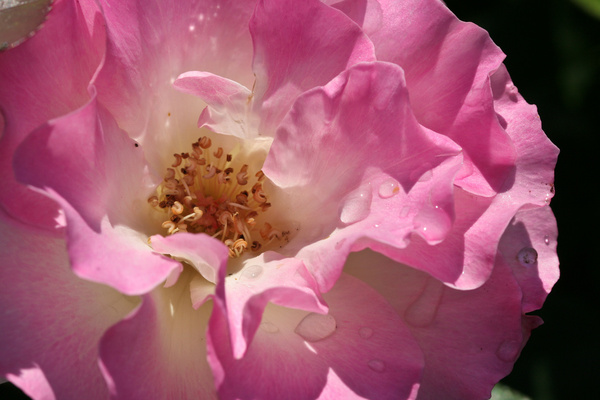 wild pink rose
