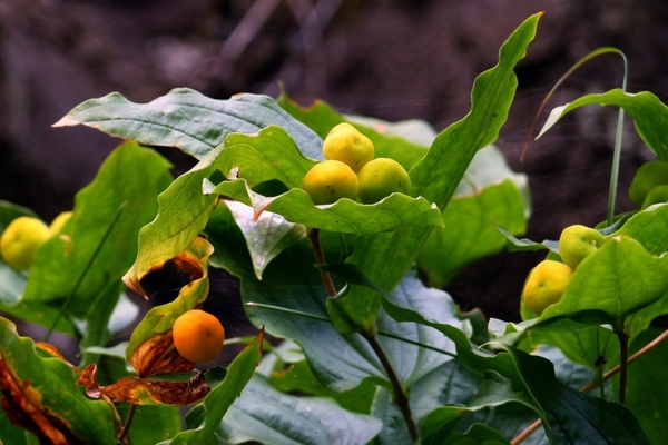 wild plant berries yellow
