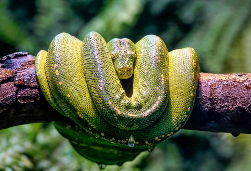 wild python picture closeup realistic 