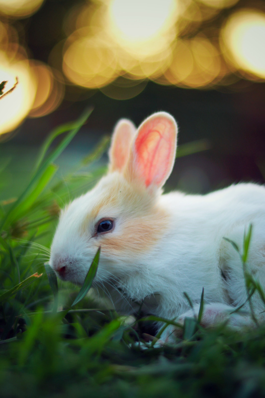wild rabbit picture cute closeup elegance