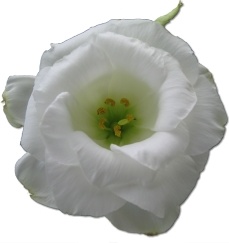 Wild Rose White 1