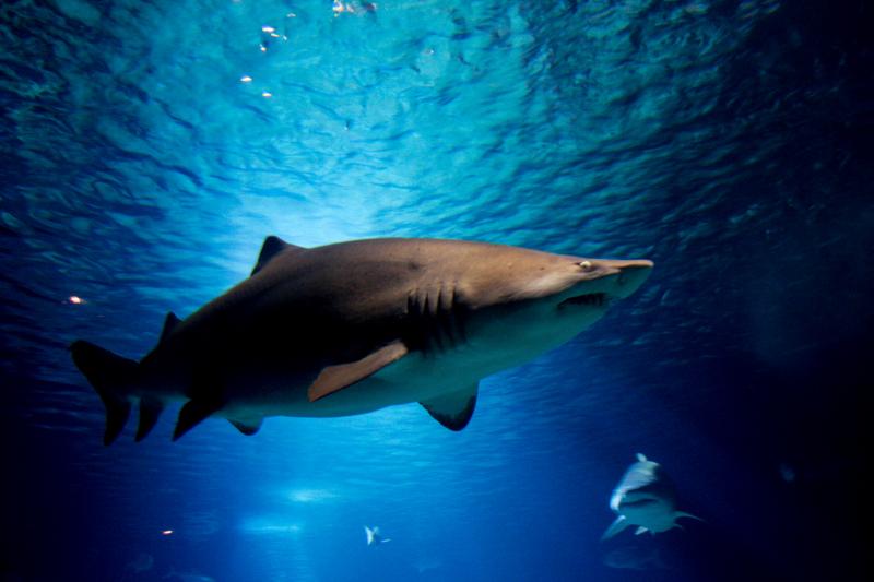 wild shark backdrop picture contrast realistic 