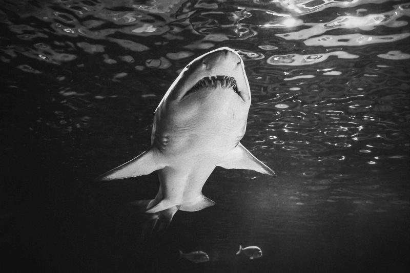 wild shark picture black white contrast 