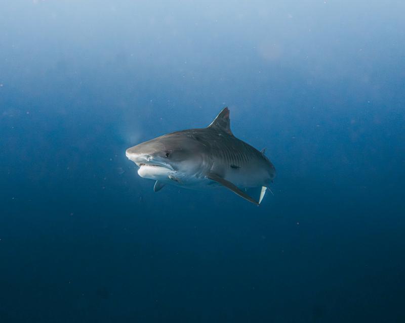 wild shark picture elegant dynamic 
