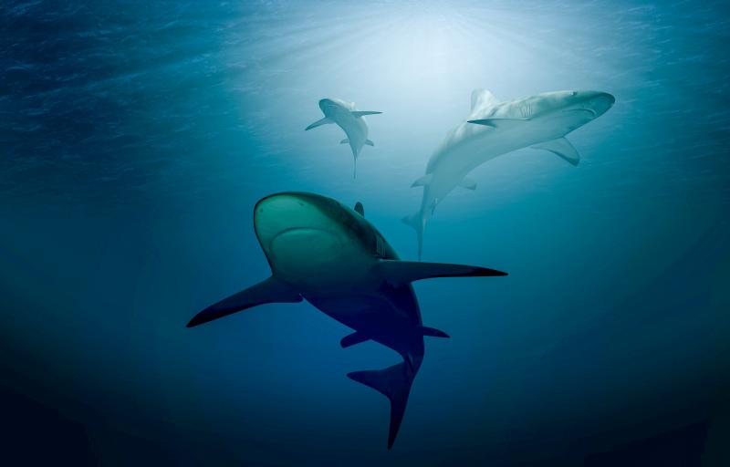 wild sharks backdrop picture dynamic contrast 