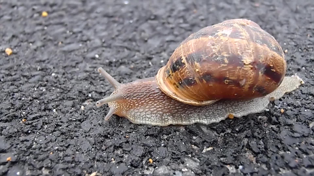 wild snail slowly crawling on ground