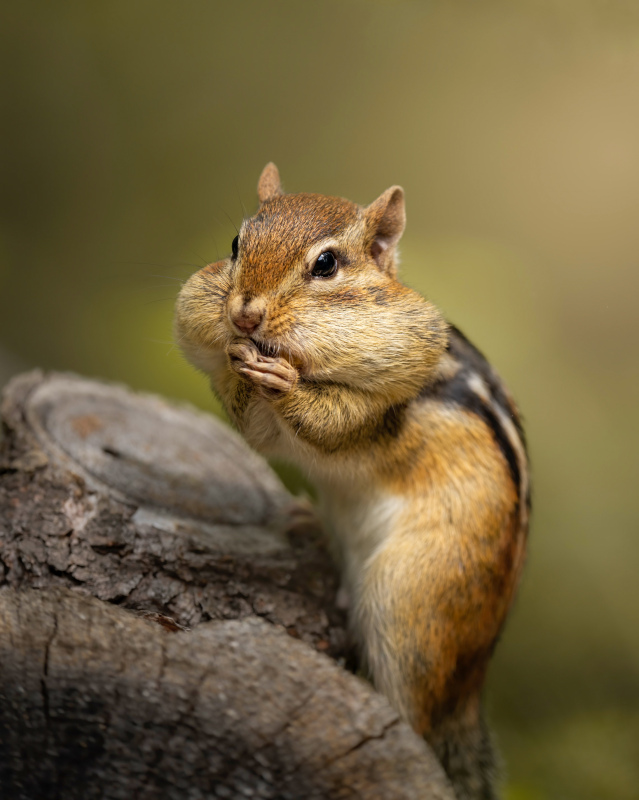 wild squirrel picture cute closeup 