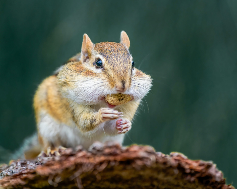 wild squirrel picture cute dynamic closeup 