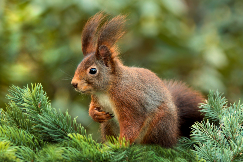 wild squirrel picture elegant bright cute closeup 