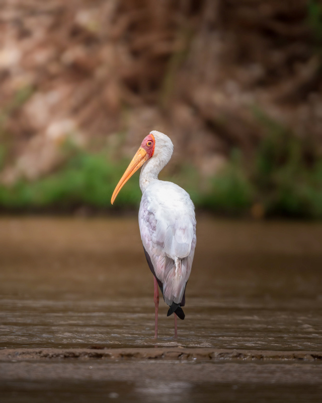 wild stork picture elegant contrast closeup