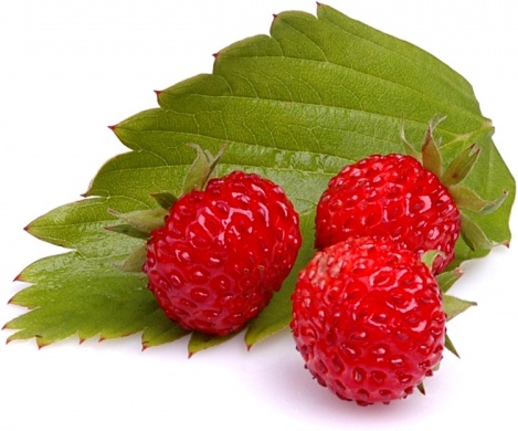 wild strawberry