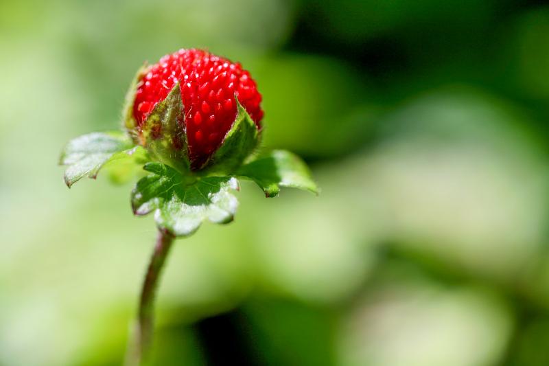 wild strawberry backdrop elegant closeup 
