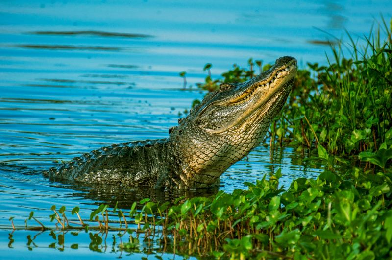 wild tropical picture dynamic crocodile pond scene  
