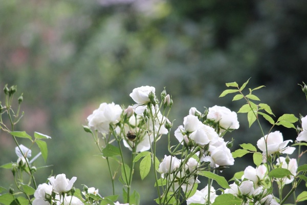 wild white garden rose