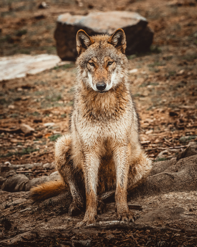 wild wolf picture contrast realistic
