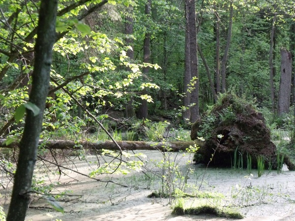 wilderness