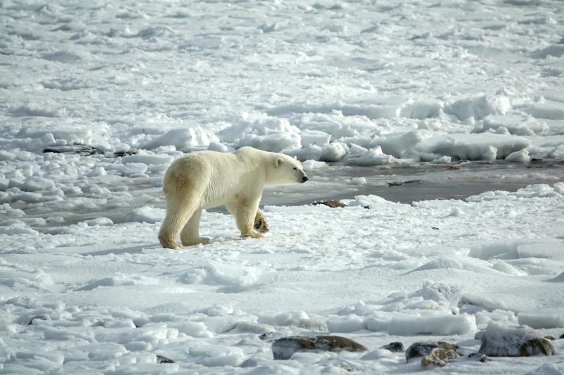 wilderness backdrop picture dynamic walking polar bear snow scene 