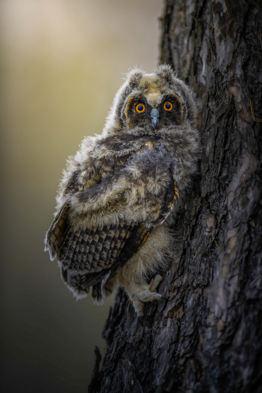 wilderness picture contrast perching owl scene