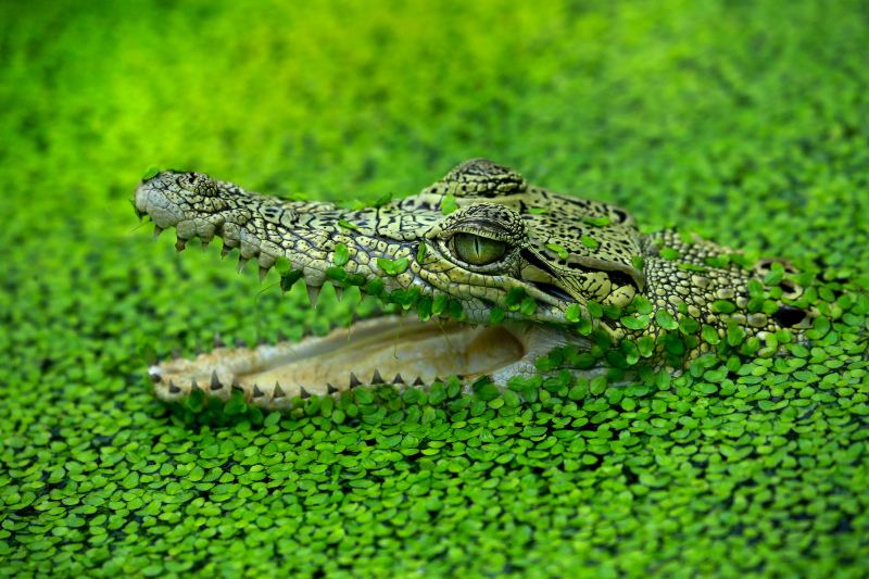 wilderness picture crocodile jaws closeup 