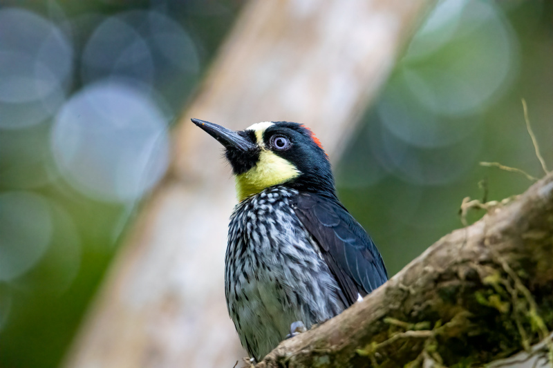 wilderness picture cute closeup blurred woodpecker 