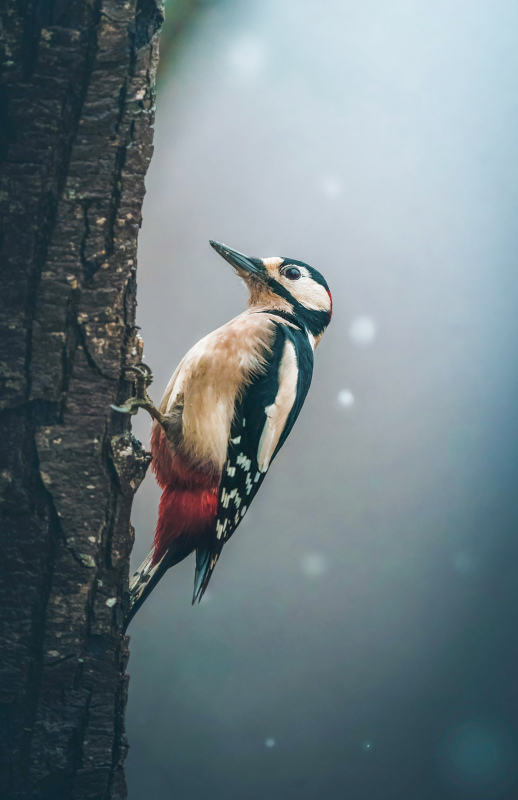 wilderness picture cute closeup perching woodpecker 