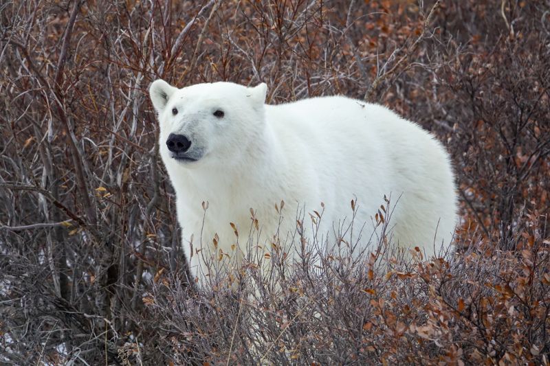 wilderness picture cute realistic polar bear   