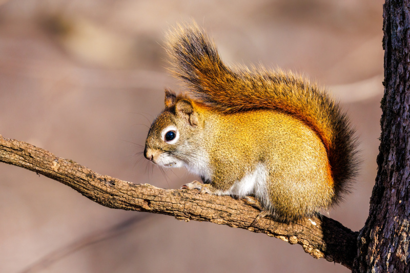 wilderness picture cute small squirrel branch 