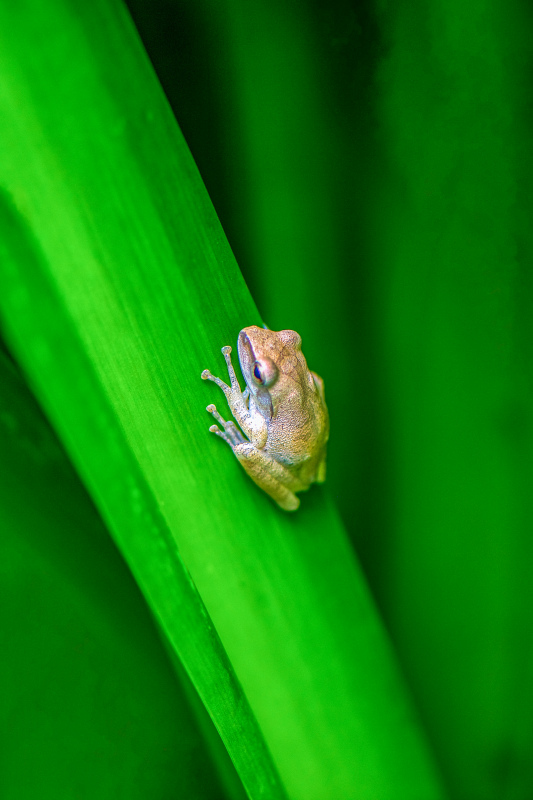 wilderness picture cute tiny frog closeup