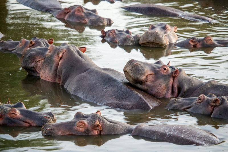 wilderness picture dynamic bathing hippo herd scene 