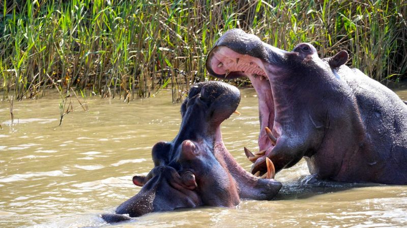 wilderness picture dynamic fighting hippo herd 