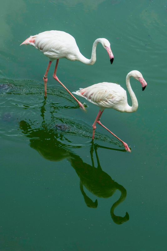 wilderness picture dynamic flamingo birds lake scene 
