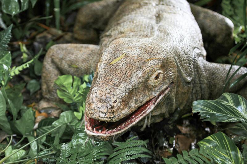 wilderness picture dynamic komodo dragon jungle leaves scene 