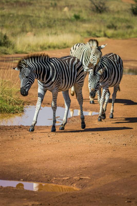 wilderness picture dynamic running zebra herd scene 
