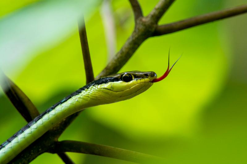 wilderness picture dynamic snake branch closeup 