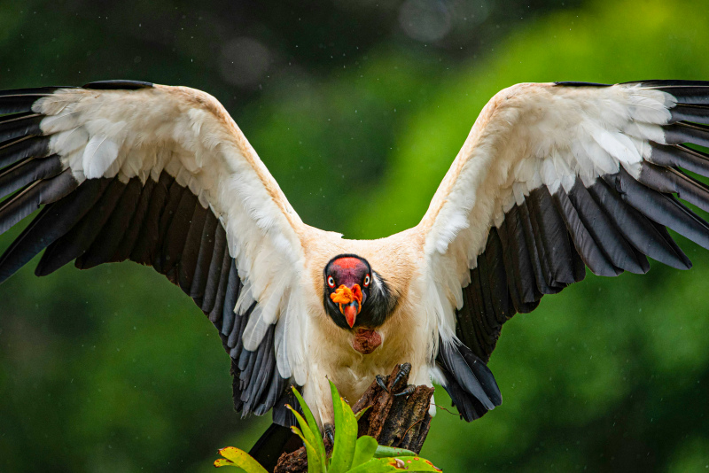 wilderness picture dynamic vulture hunting scene