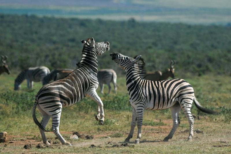 wilderness picture dynamic zebra herd scene 
