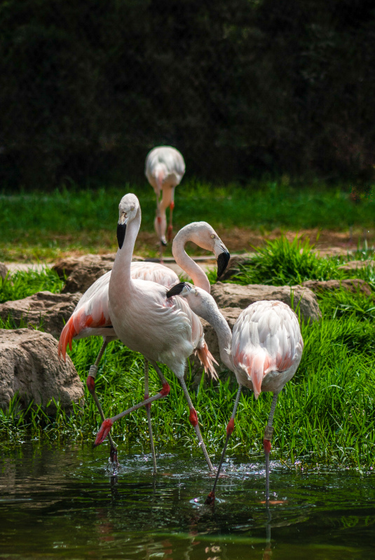 wilderness picture flamingo birds flocks scene 