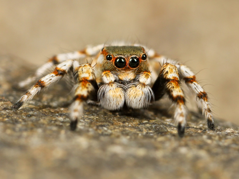 wilderness picture frightening closeup hairy spider