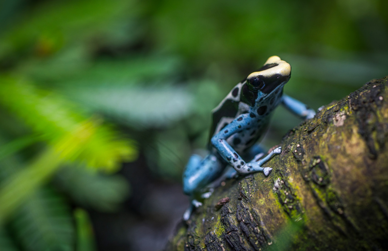 wilderness picture frog climbing tree closeup