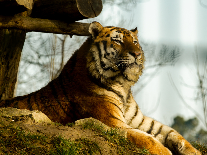 wilderness picture lying tiger relaxation 