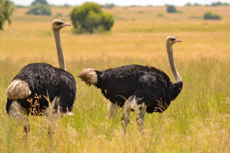 wilderness picture ostrich flock meadow scene 