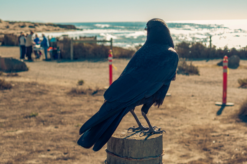 wilderness picture perching crow sea scene  