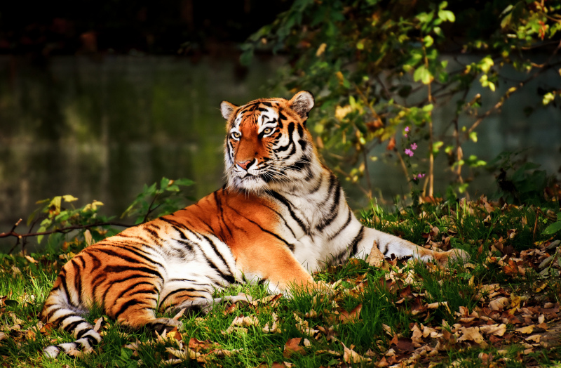 wilderness picture relaxing tiger scene 