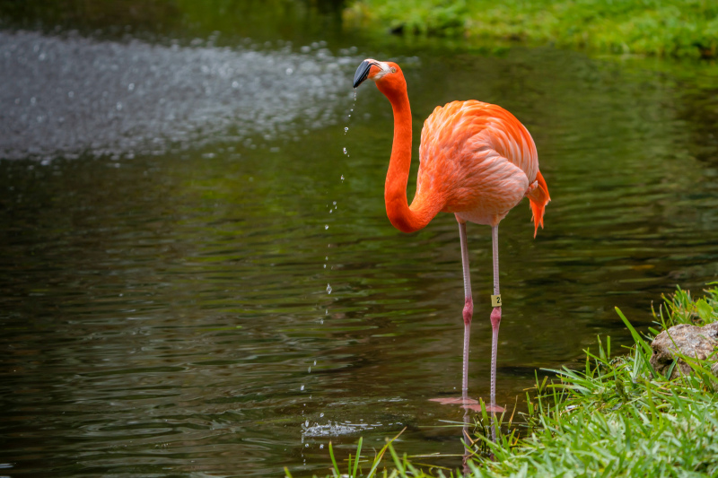 wilderness scenery picture flamingo lake scene 